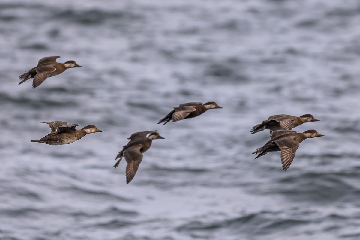 amerikasvartand - ML645596550