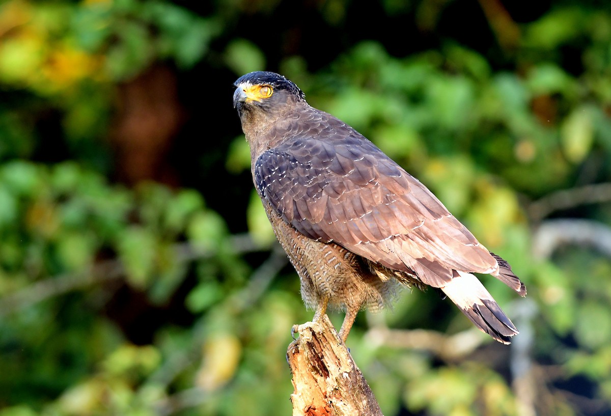 Crested Serpent-Eagle - ML645596560