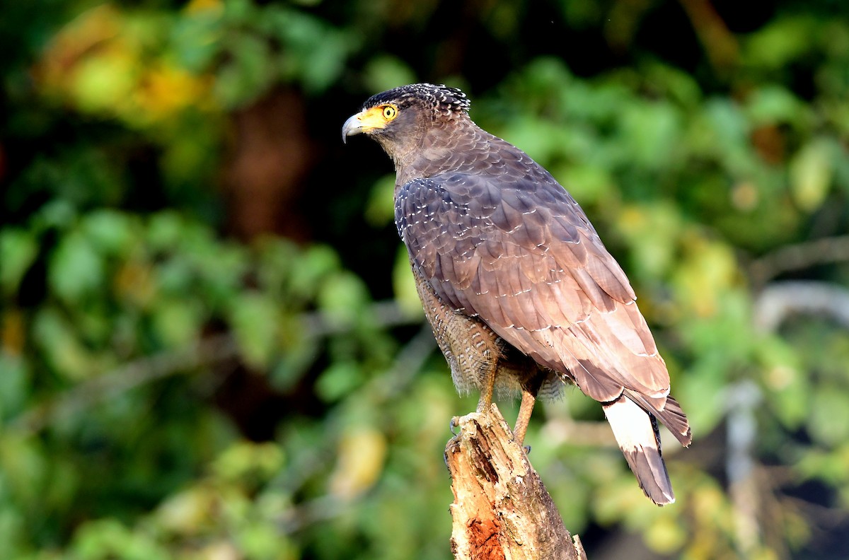 Crested Serpent-Eagle - ML645596561