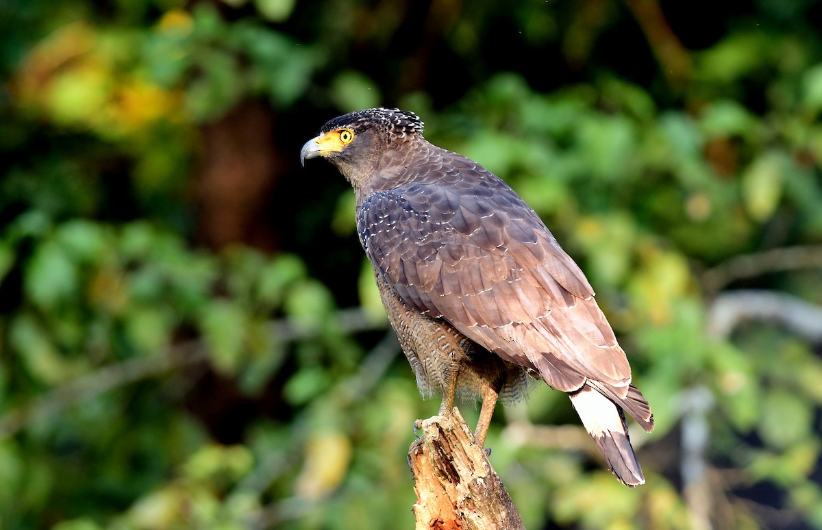 Crested Serpent-Eagle - ML645596562