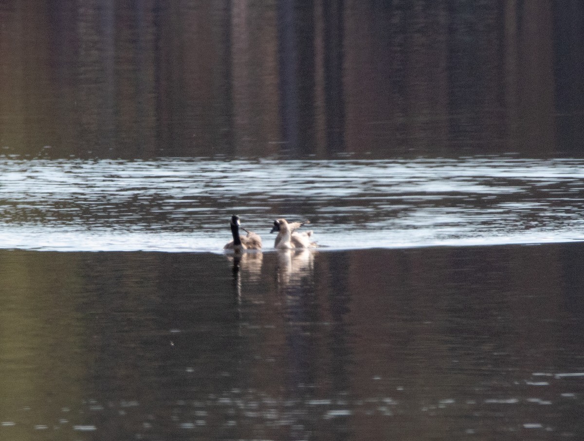 家鵝(馴化) - ML645596563