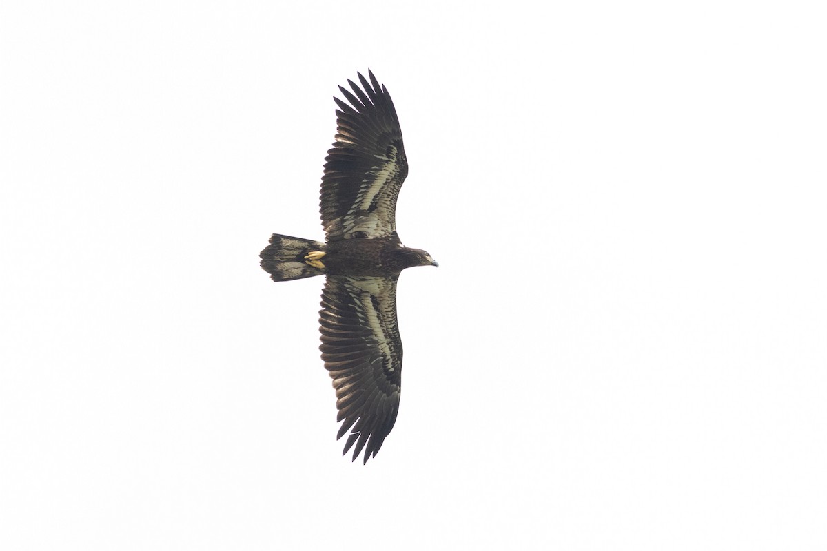 Bald Eagle - ML645596589