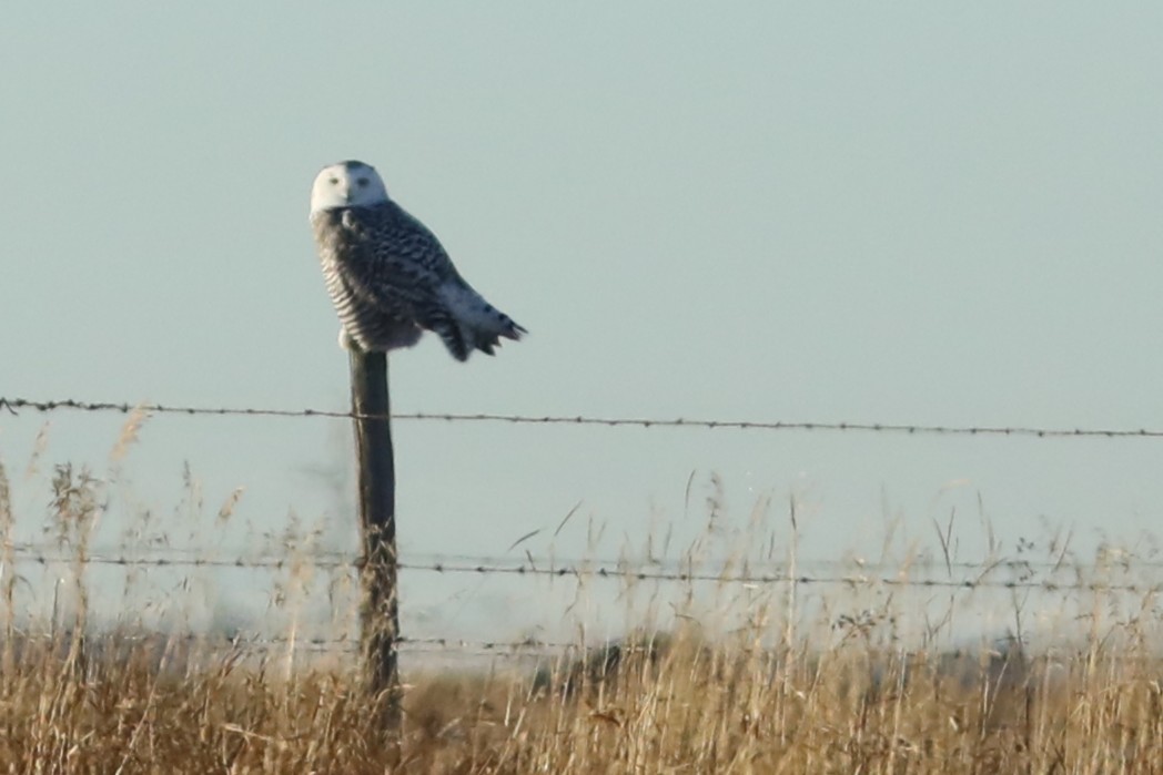 Snowy Owl - ML645596607