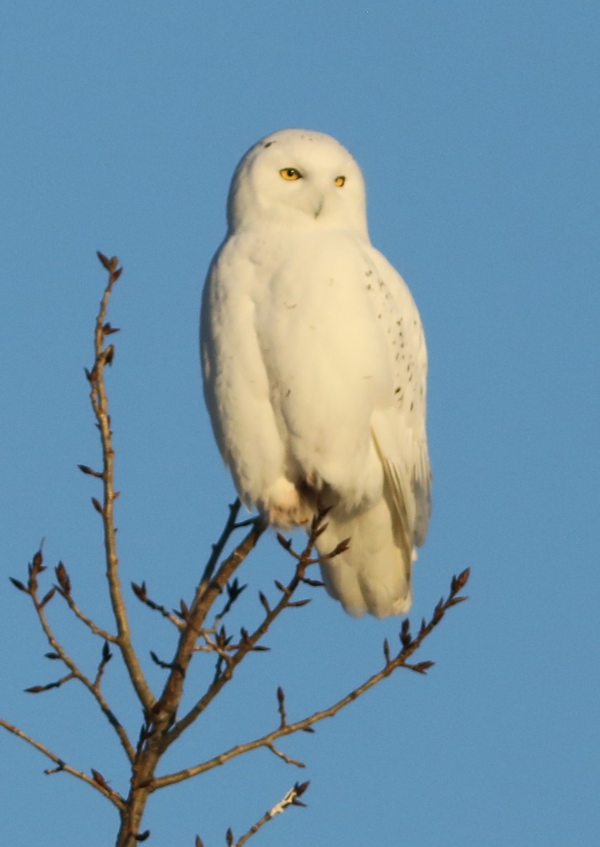 Snowy Owl - ML645596609