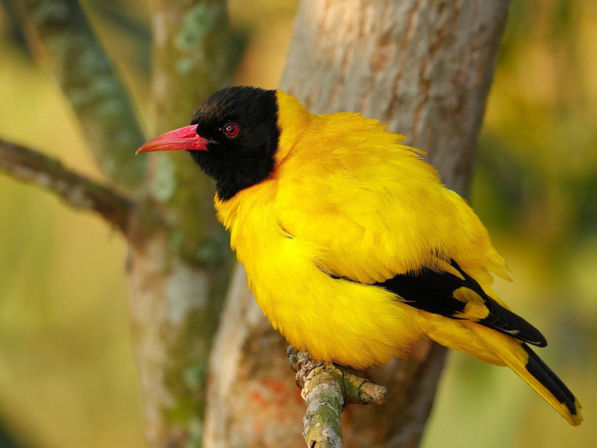 Black-hooded Oriole - ML645596630