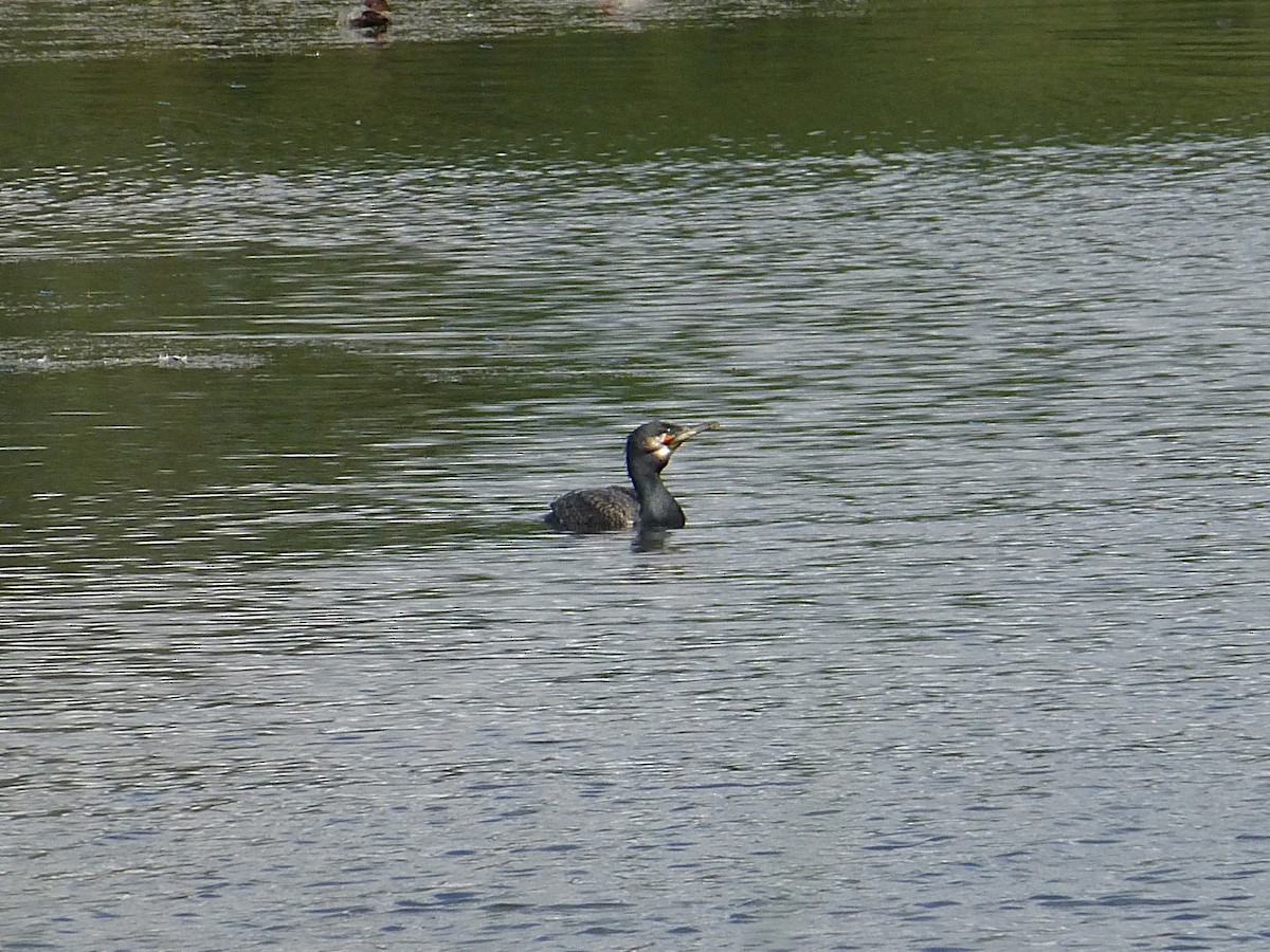 Great Cormorant - ML645596631