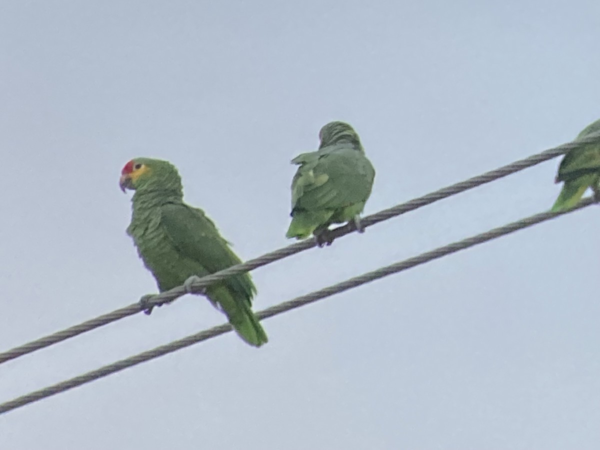 amazoňan rudočelý - ML645596638