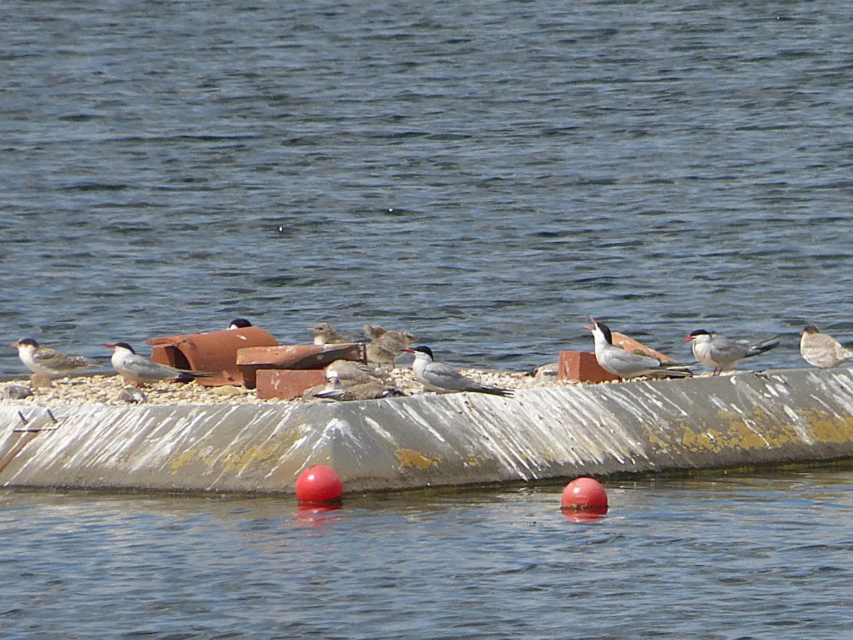 Common Tern - ML645596641