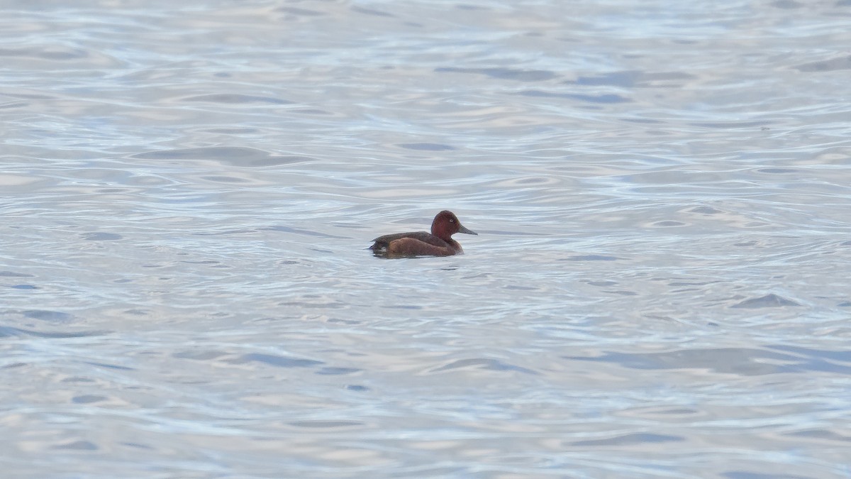 Ferruginous Duck - ML645596645