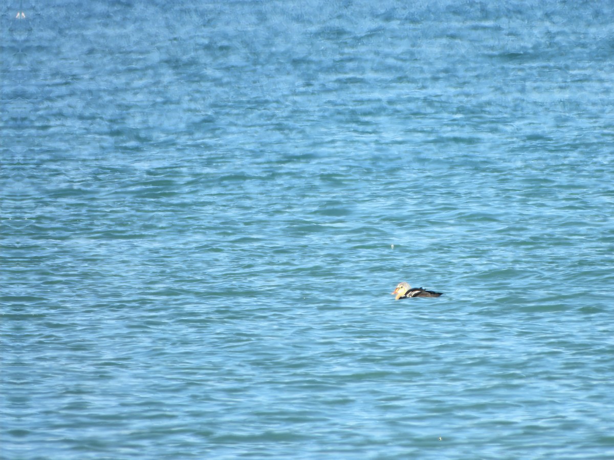 King Eider - ML645596647