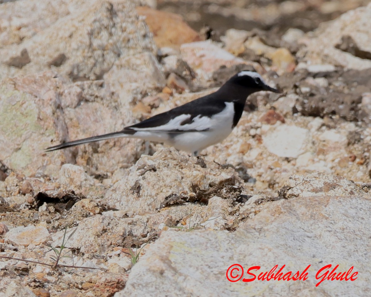 konipas indický - ML645596648