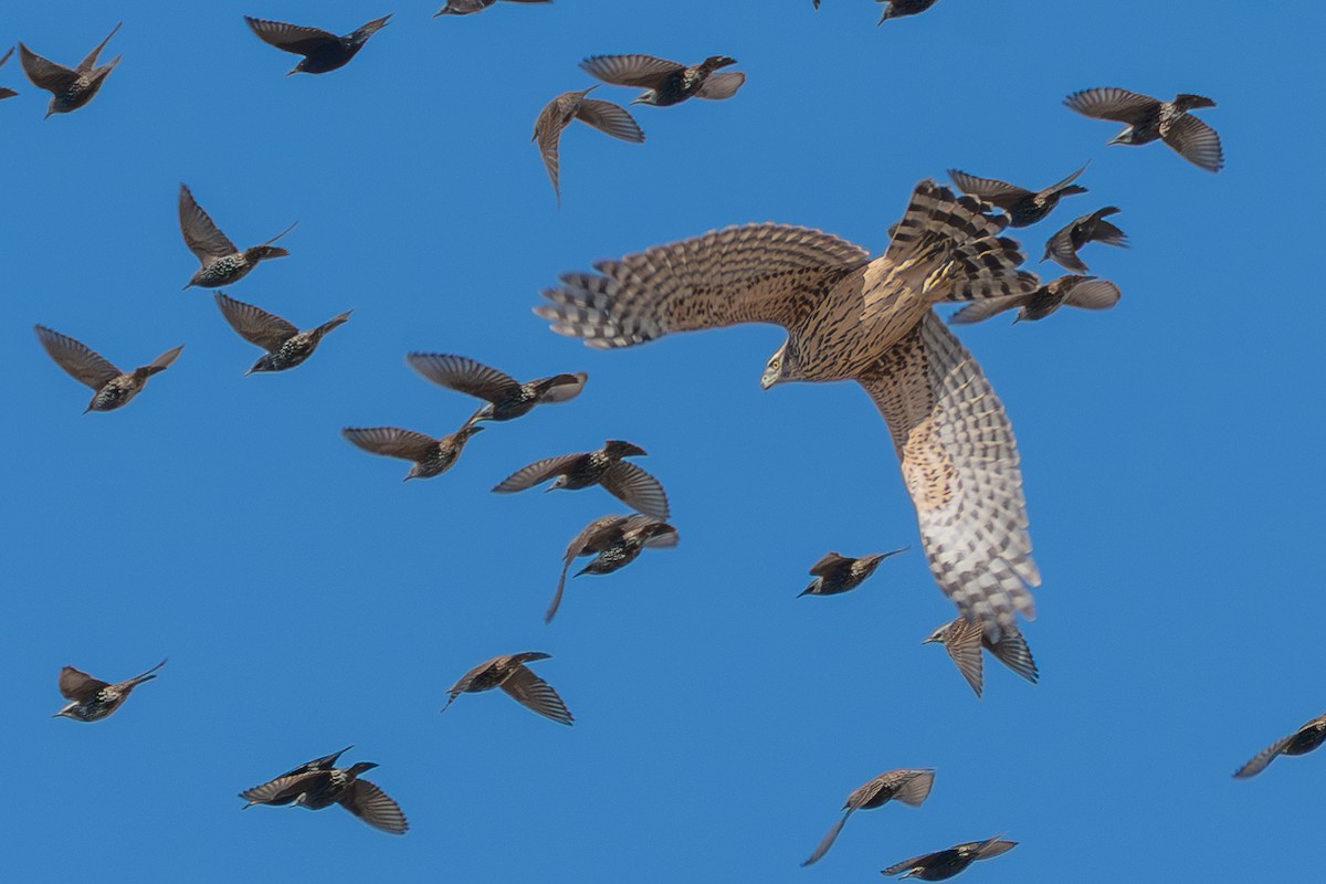 jestřáb lesní - ML645596649