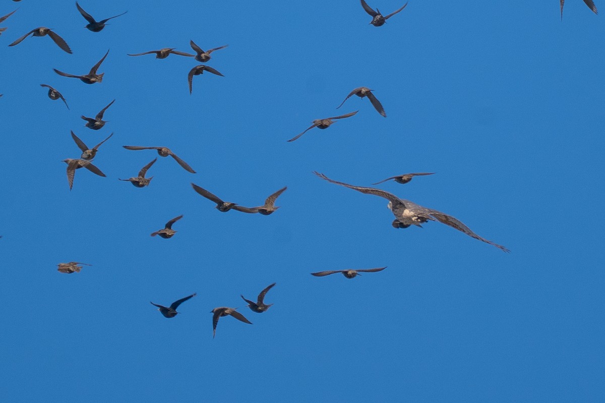 jestřáb lesní - ML645596650