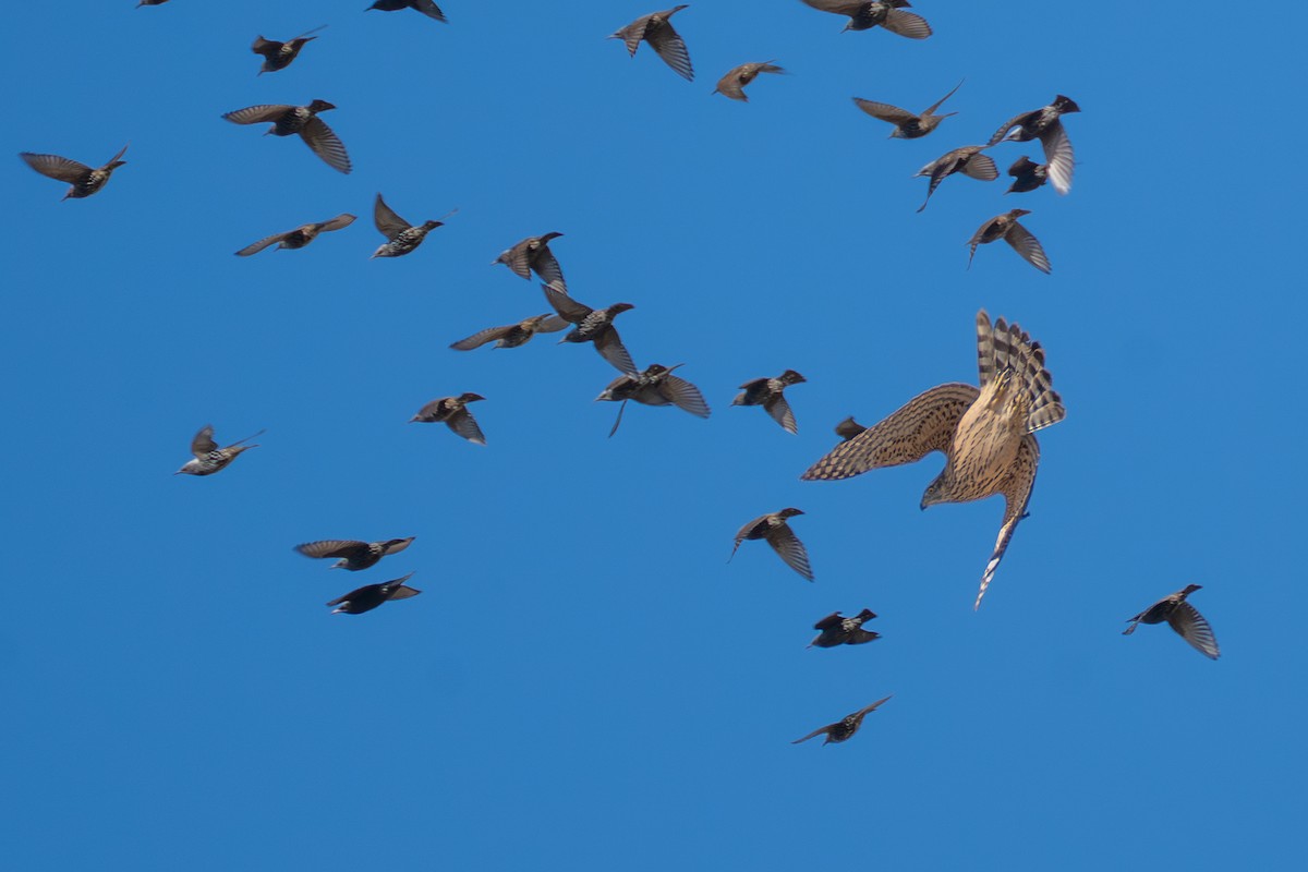 jestřáb lesní - ML645596651