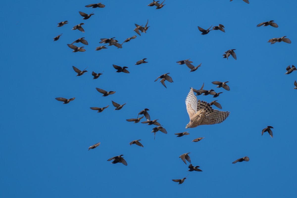 jestřáb lesní - ML645596652