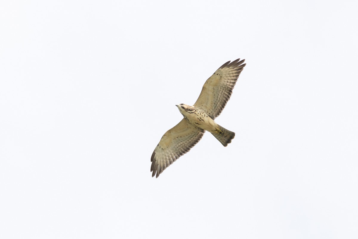 Broad-winged Hawk - ML645596653