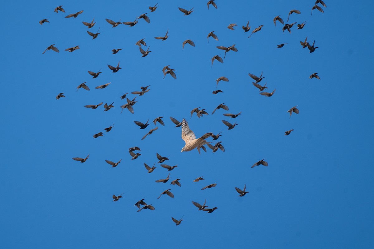 jestřáb lesní - ML645596654