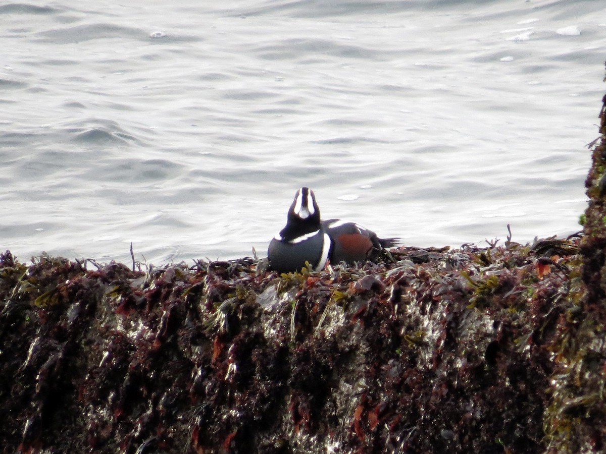 Ahate arlekina - ML645596655