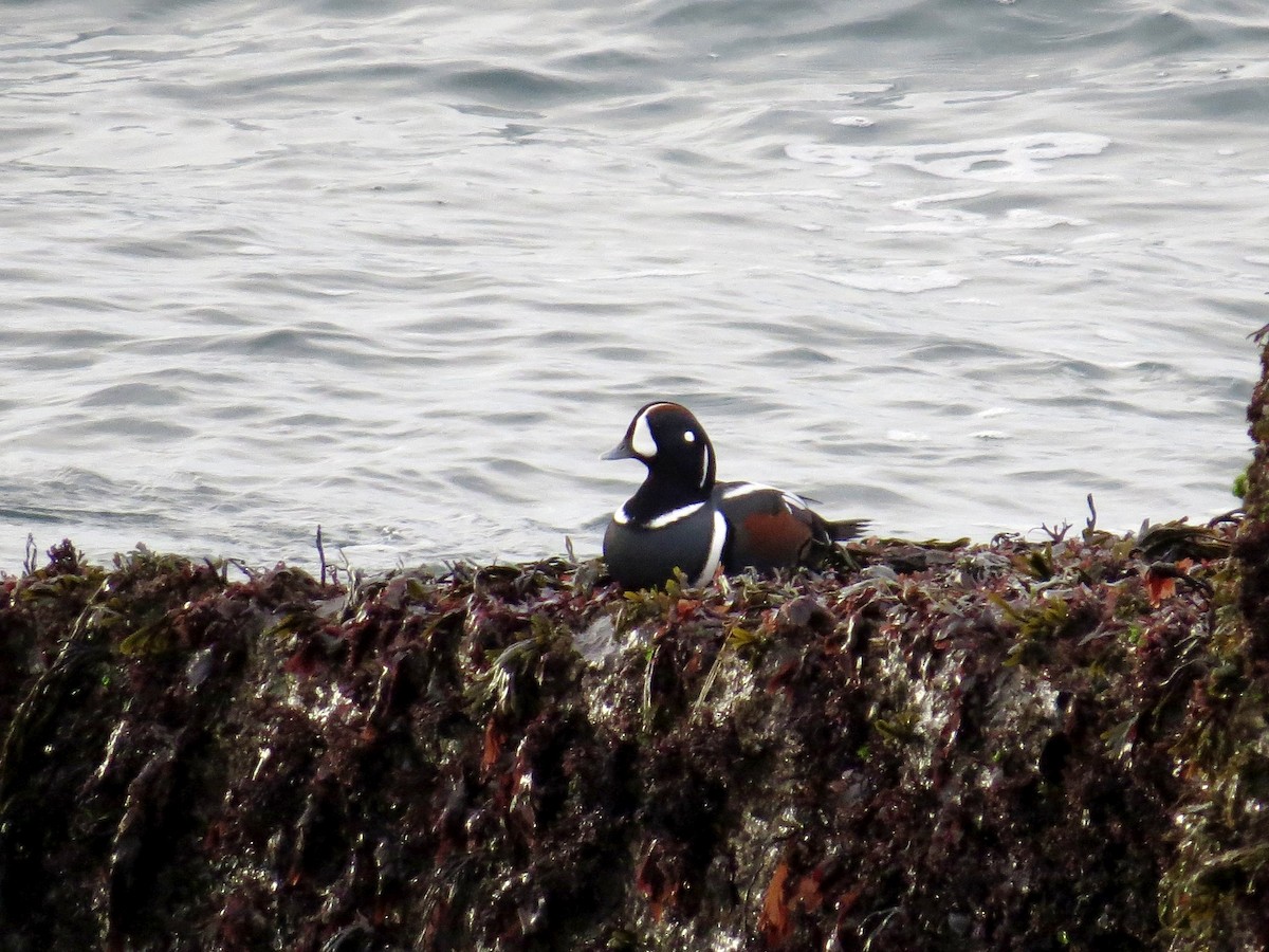 Ahate arlekina - ML645596657