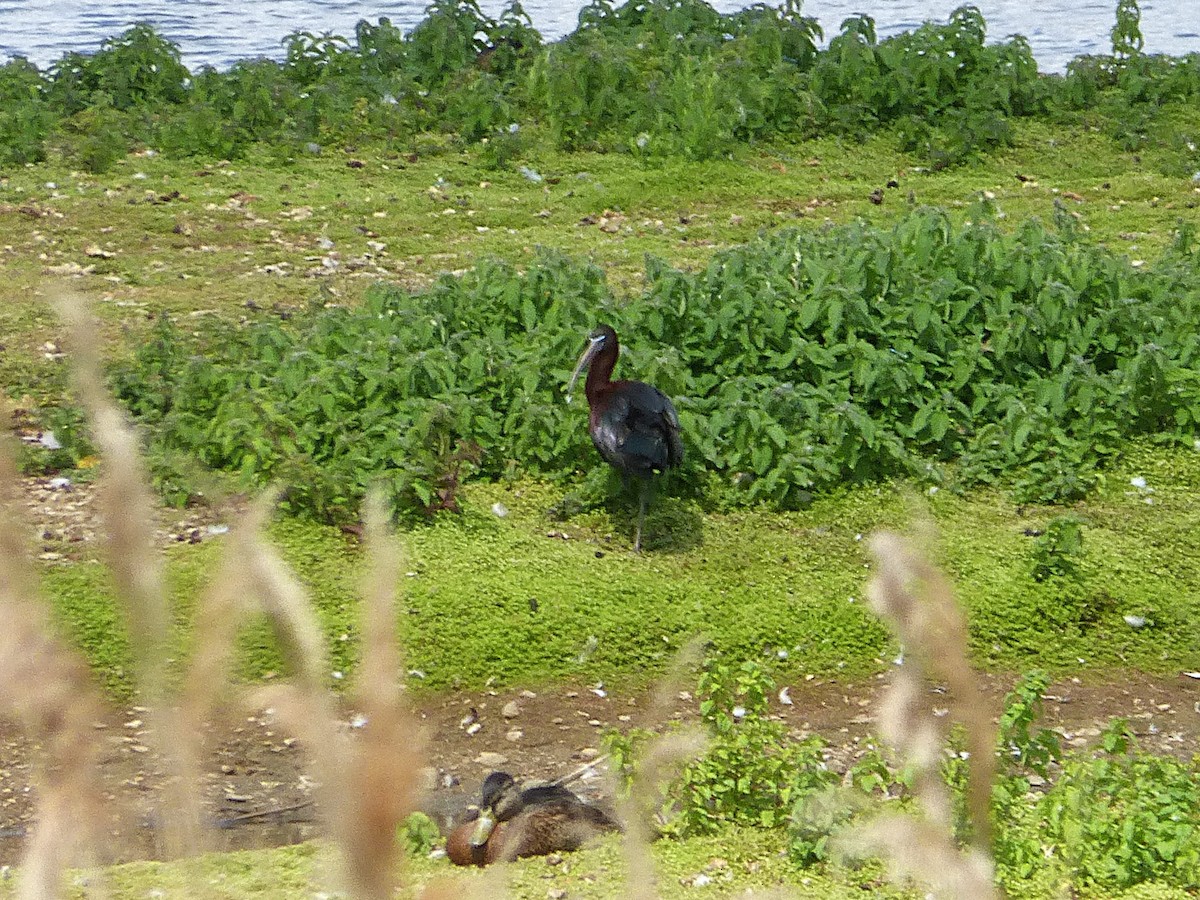 Glossy Ibis - ML645596665
