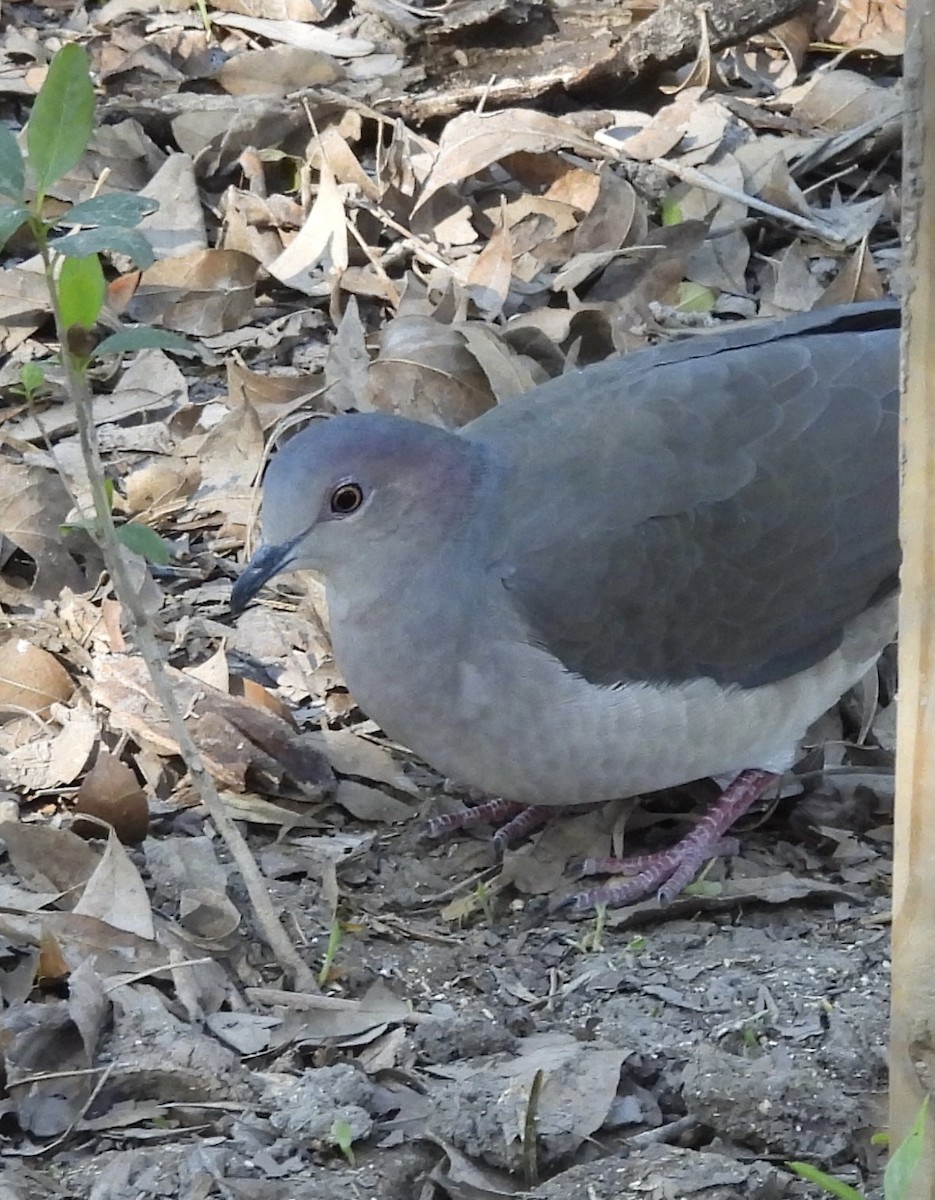 holub bledočelý - ML645596678