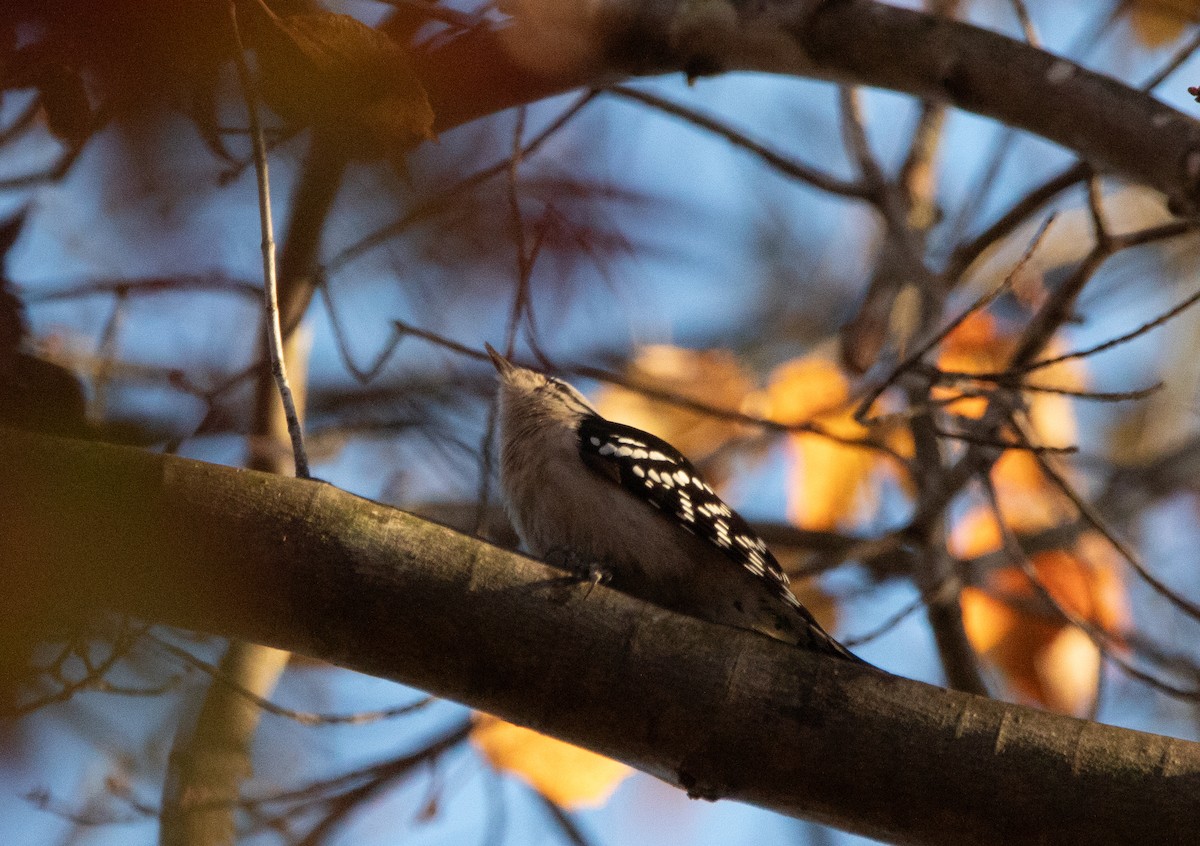 Downy Woodpecker - ML645596682