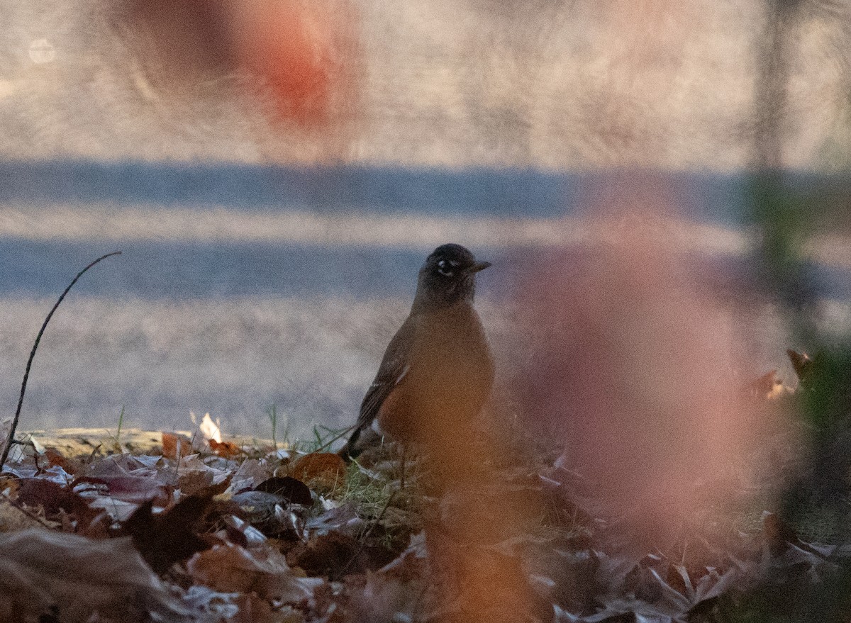 Странствующий дрозд - ML645596683