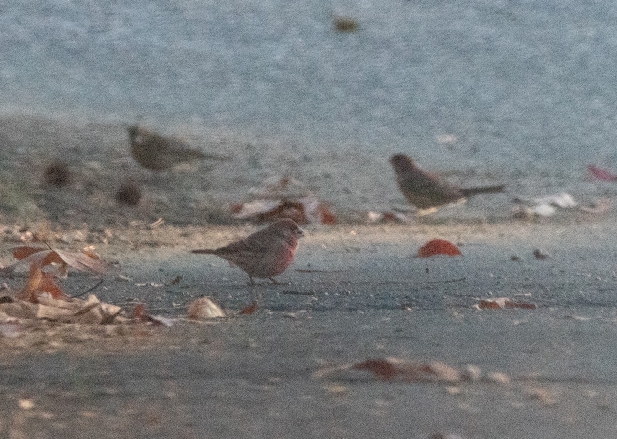 House Finch - ML645596696