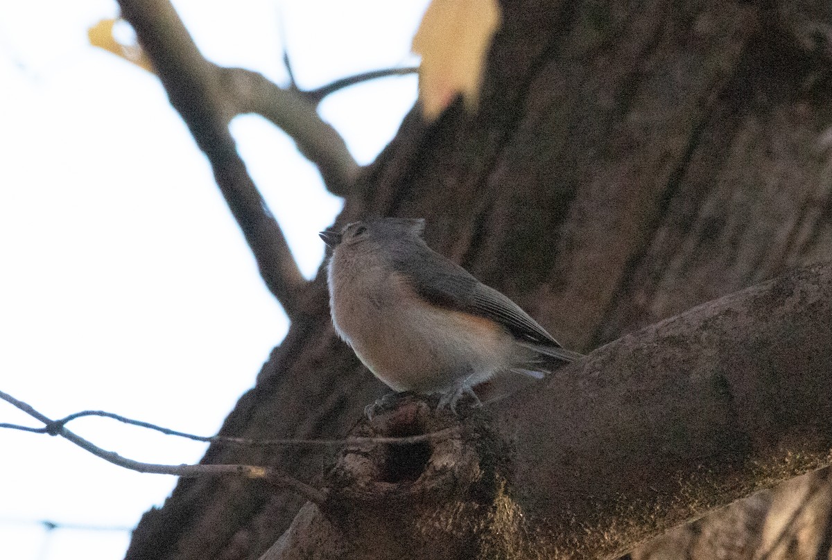 Tufted Titmouse - ML645596710