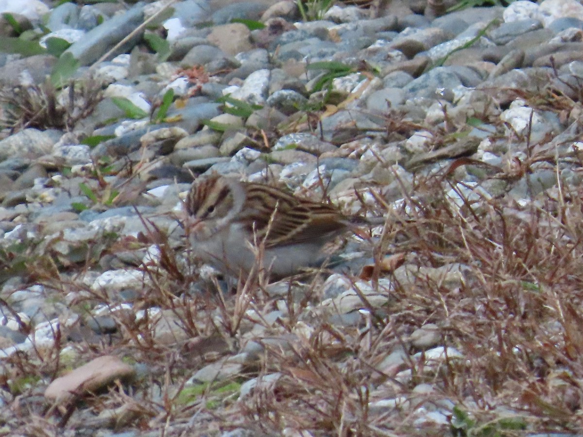 Chipping Sparrow - ML645596717