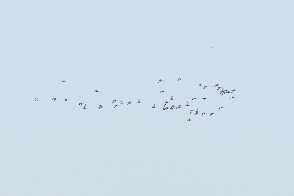 Blue-winged Teal - ML645596718