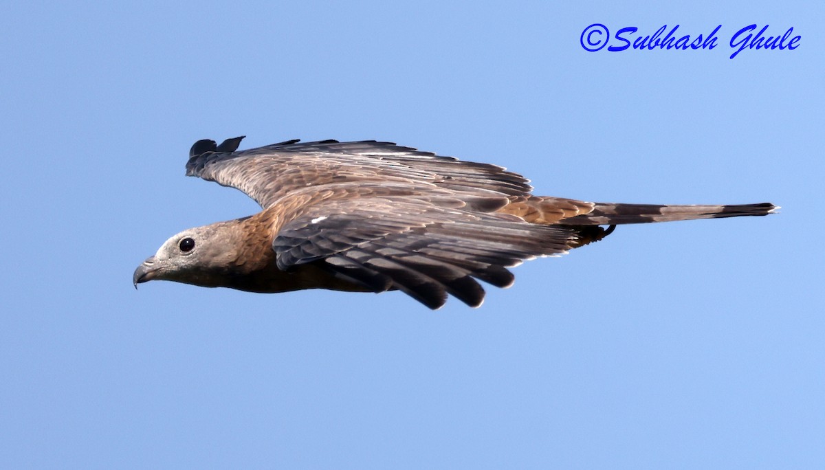 orientvepsevåk - ML645596719