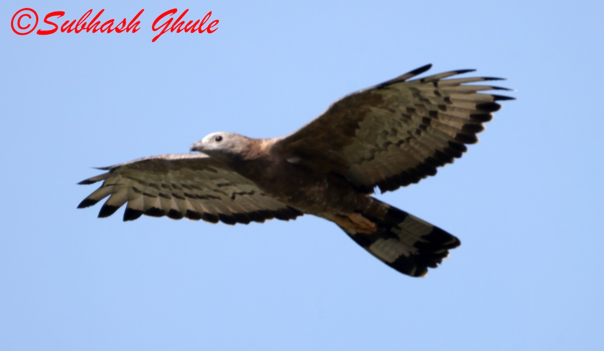 orientvepsevåk - ML645596720