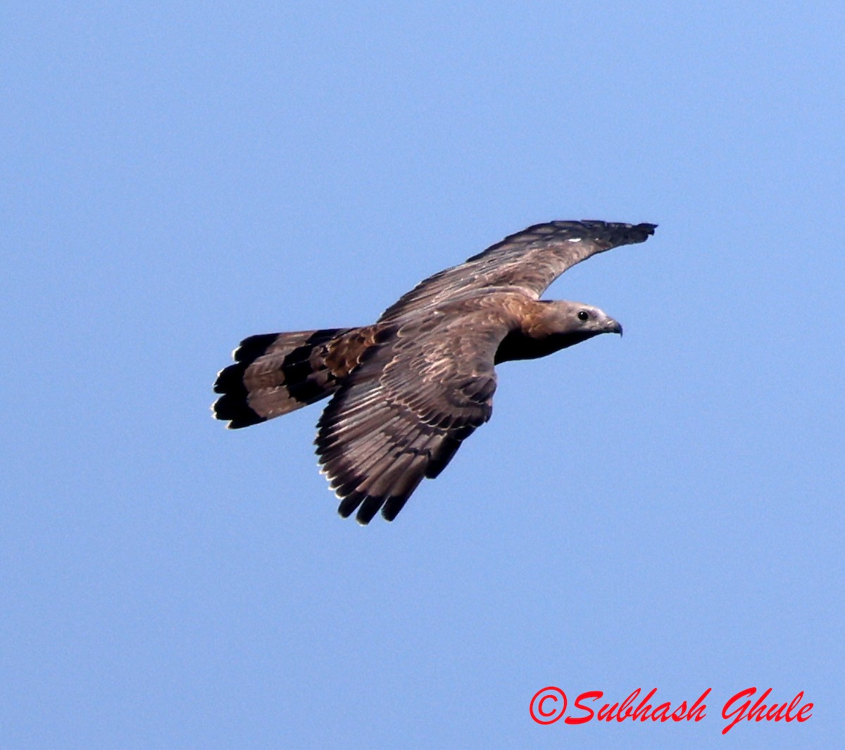 orientvepsevåk - ML645596721