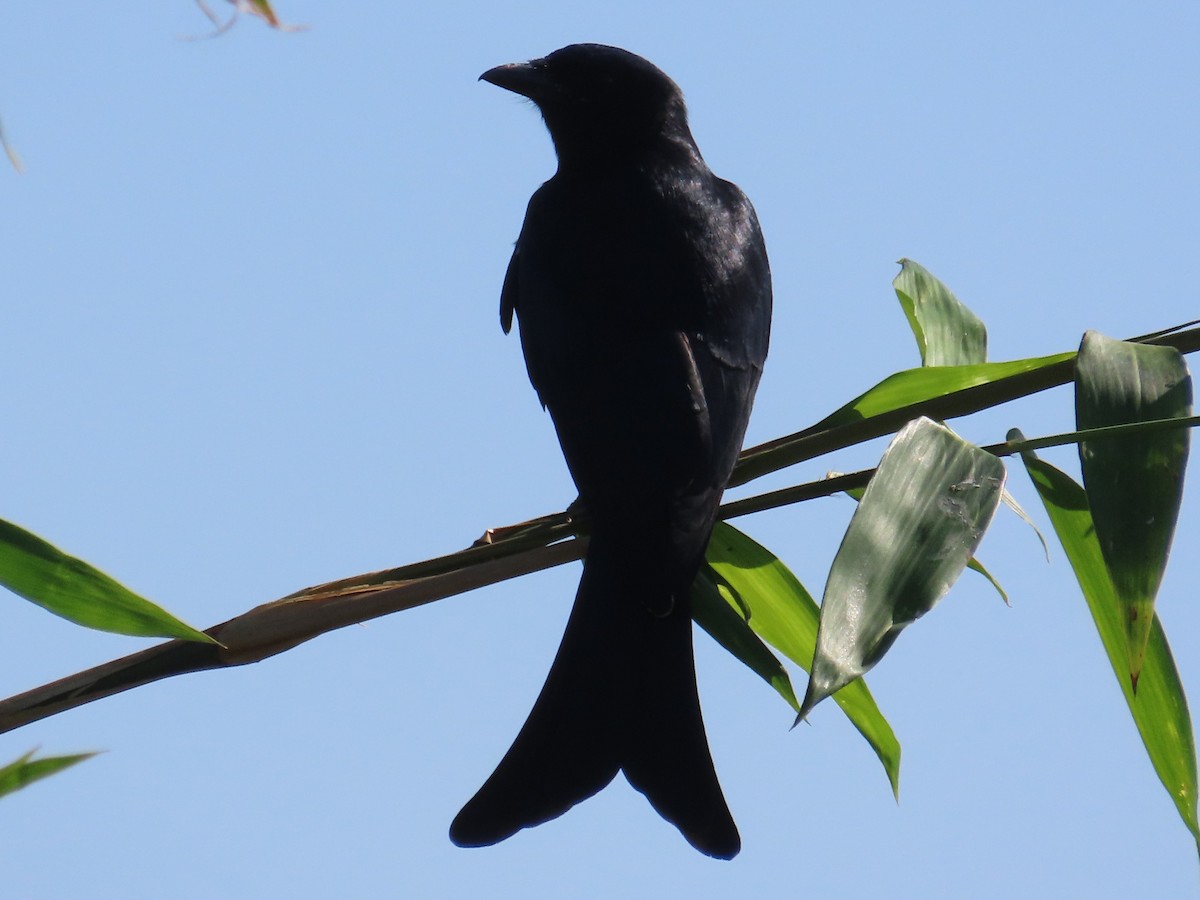 svartdrongo - ML645596722