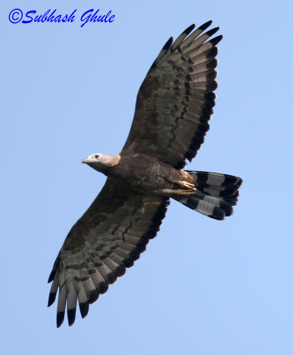 orientvepsevåk - ML645596724