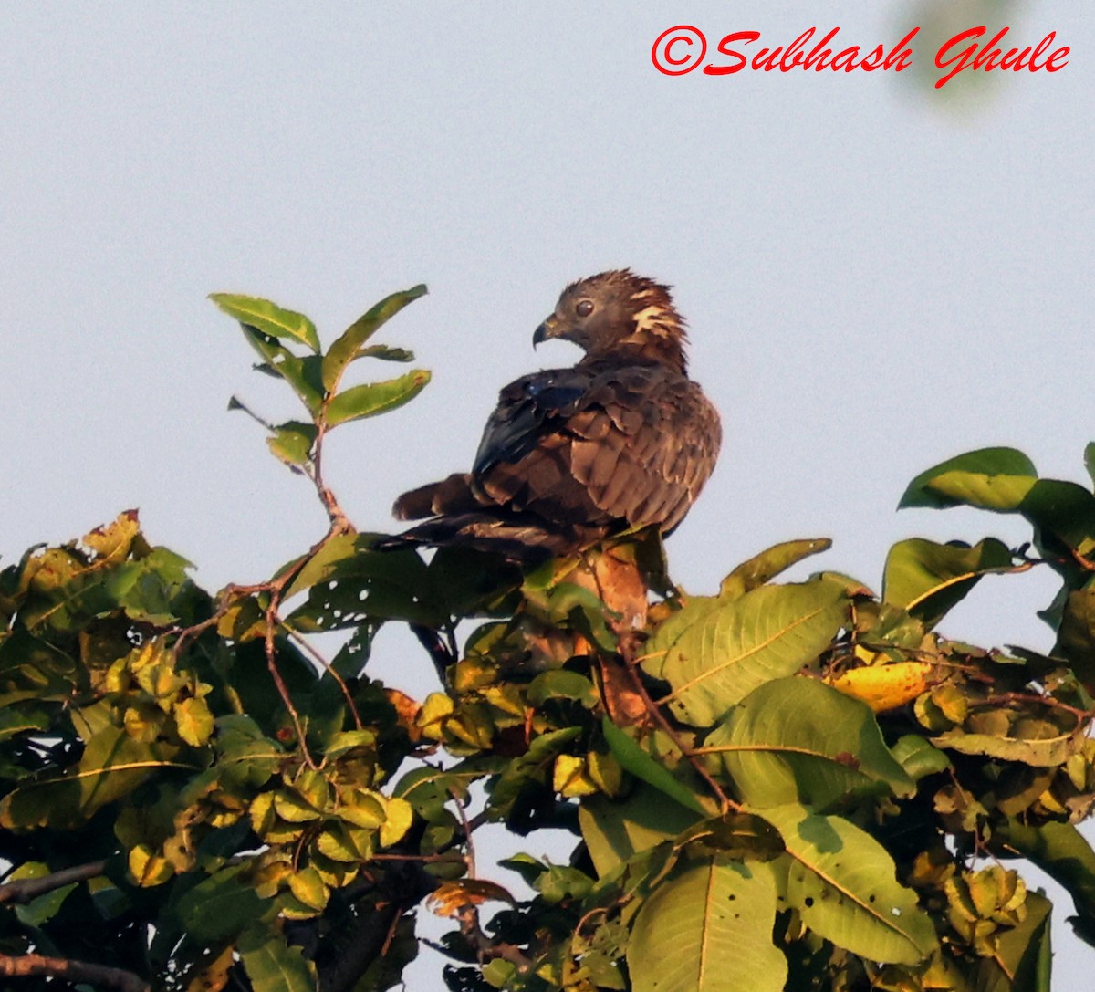 orientvepsevåk - ML645596725