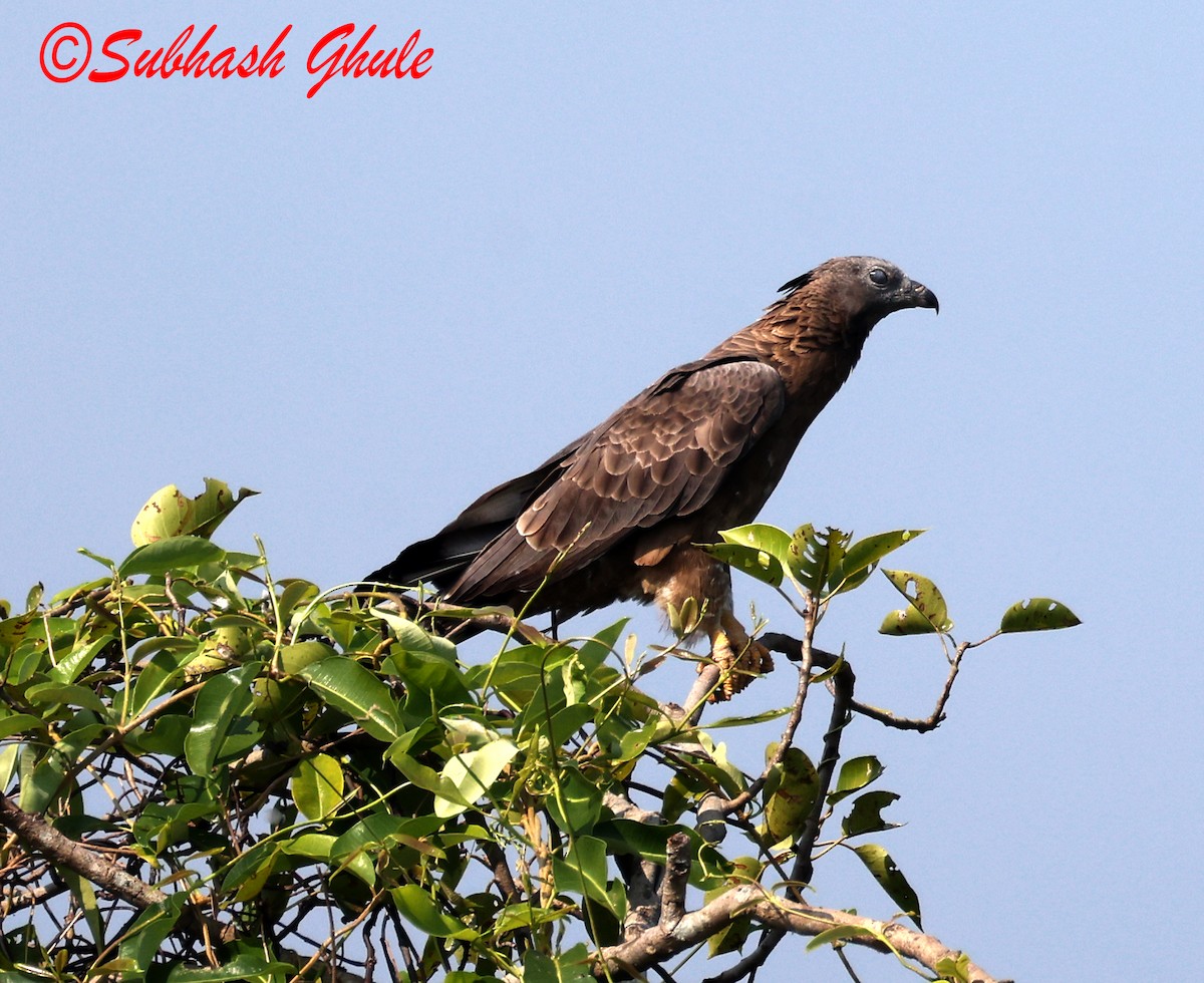 orientvepsevåk - ML645596726