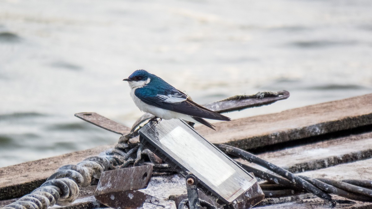 hvitbremsvale - ML645596727