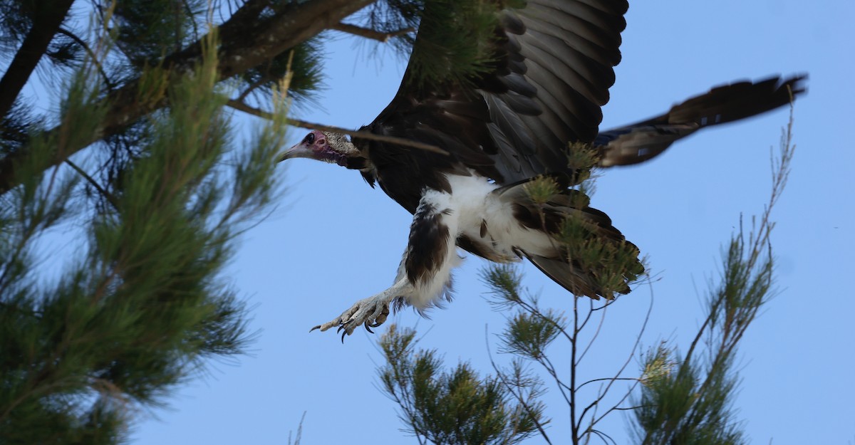 hettegribb - ML645596728