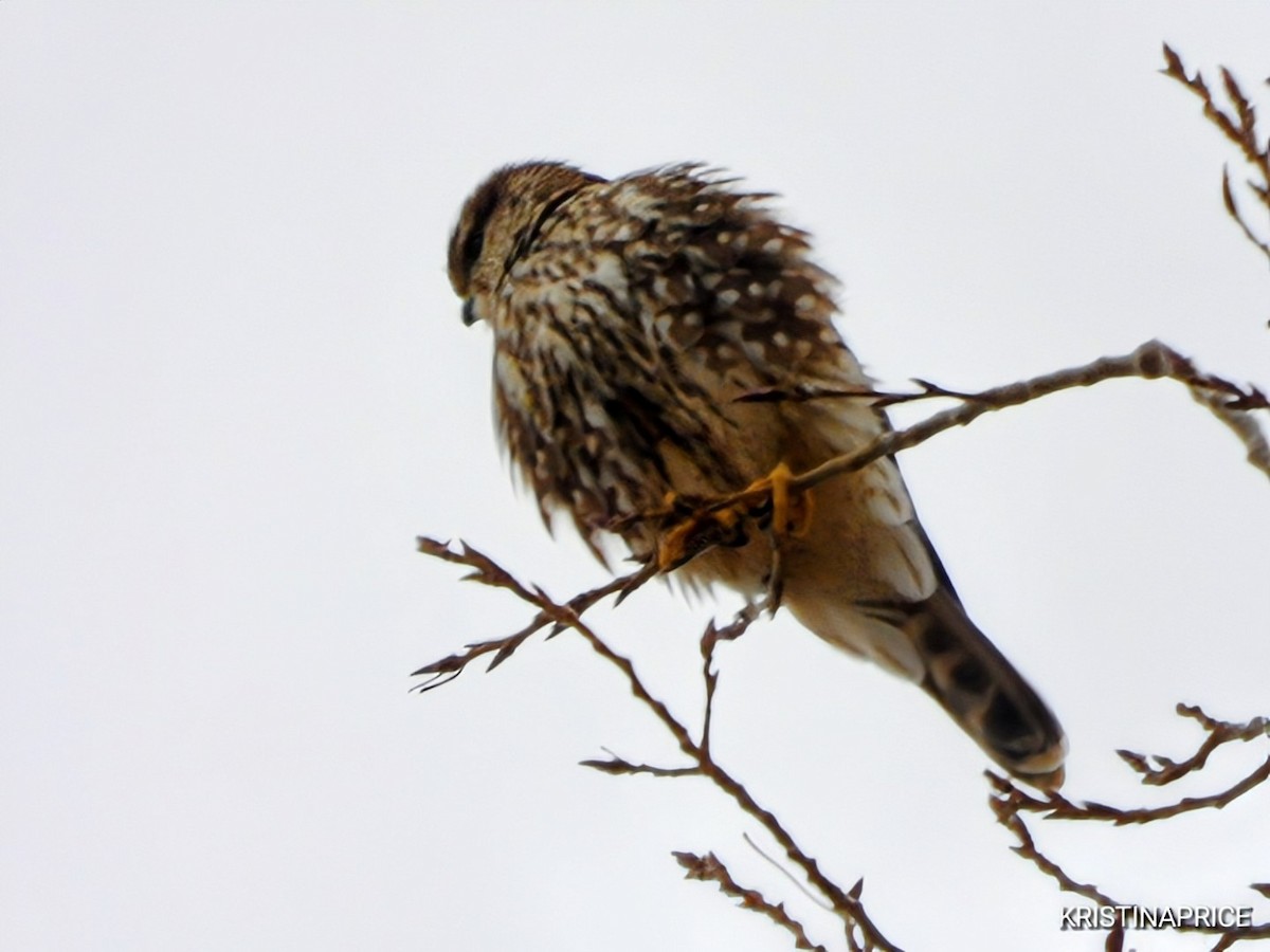 dvergfalk - ML645596729