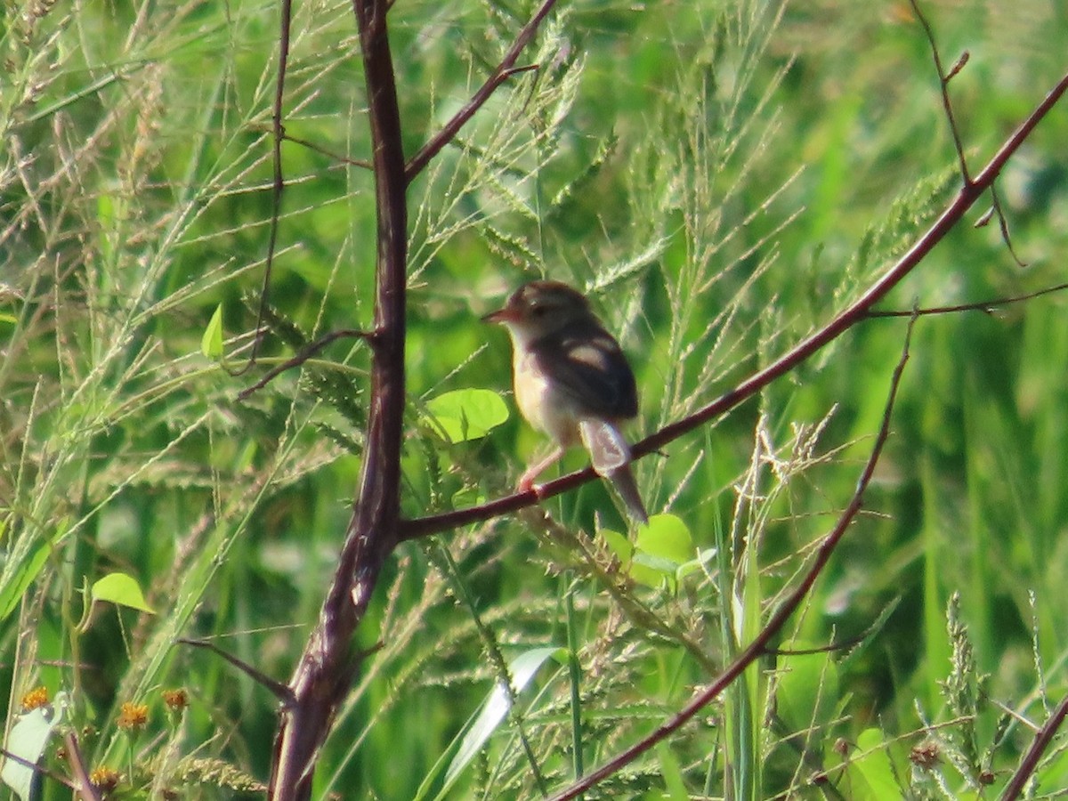 gråprinia - ML645596730