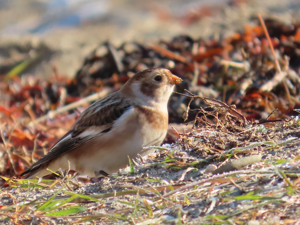 snøspurv - ML645596731