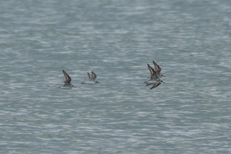 hvitbrystlo - ML645596732