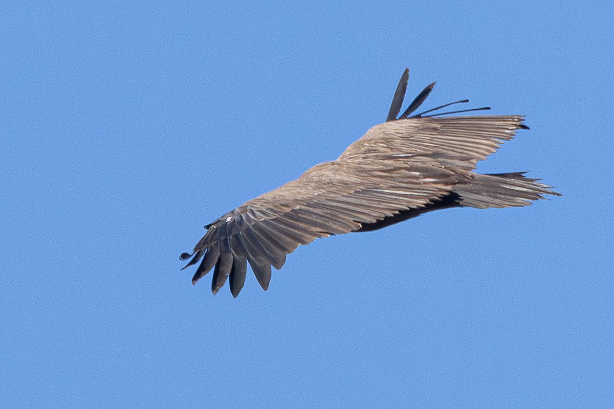 munkegribb - ML645596733