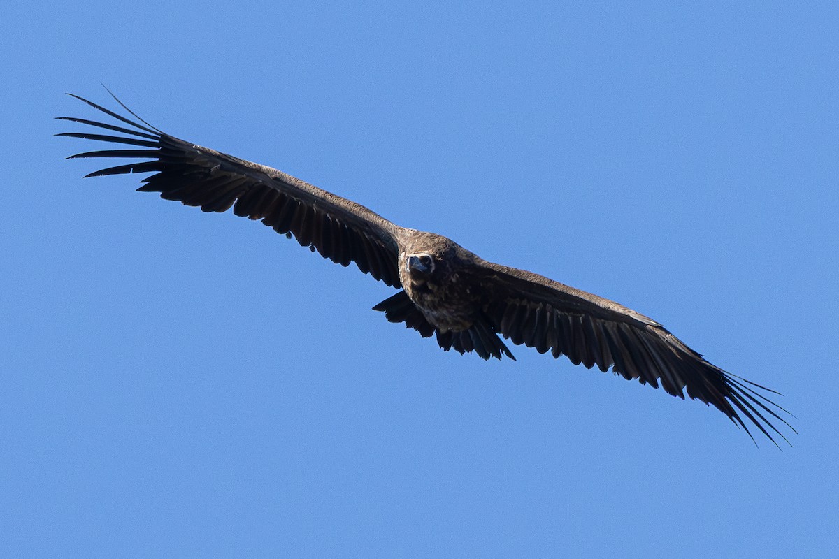 munkegribb - ML645596734