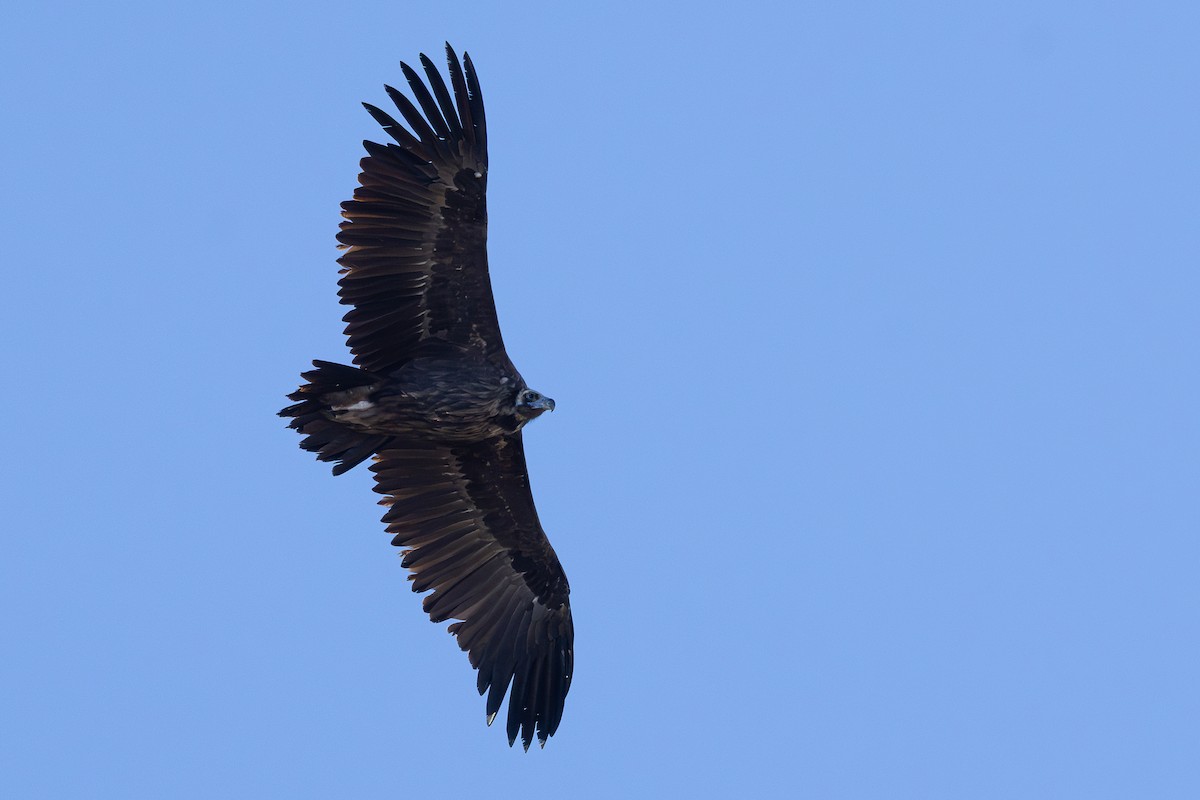 munkegribb - ML645596735