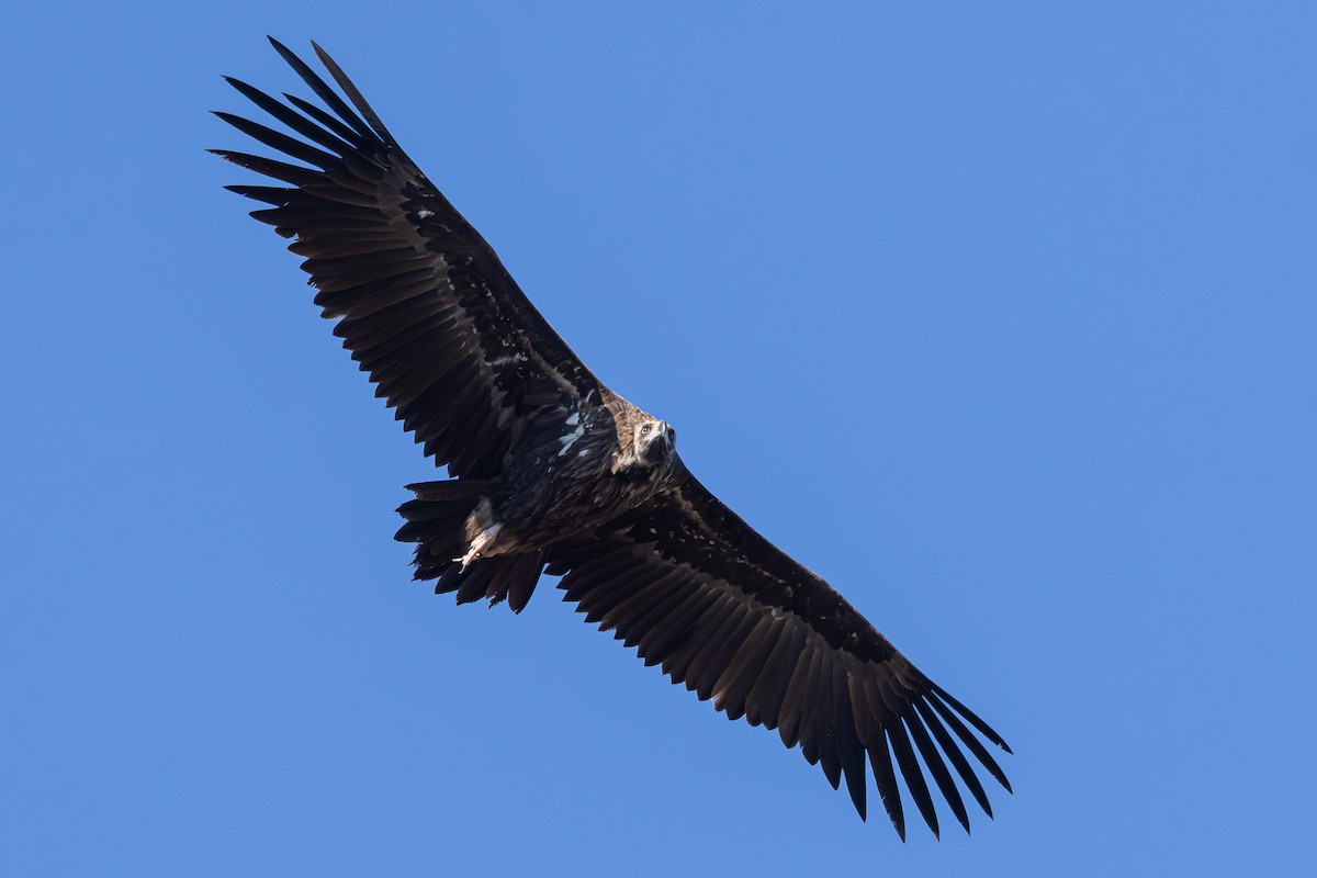 munkegribb - ML645596736