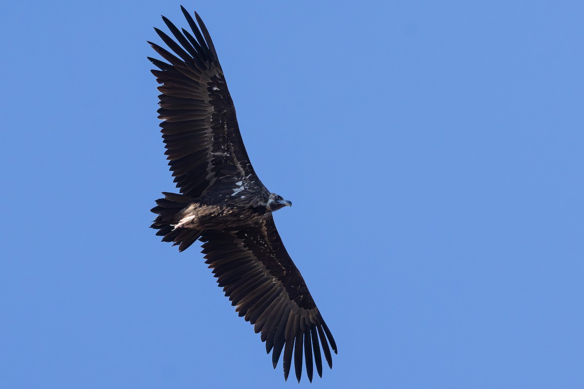 munkegribb - ML645596737