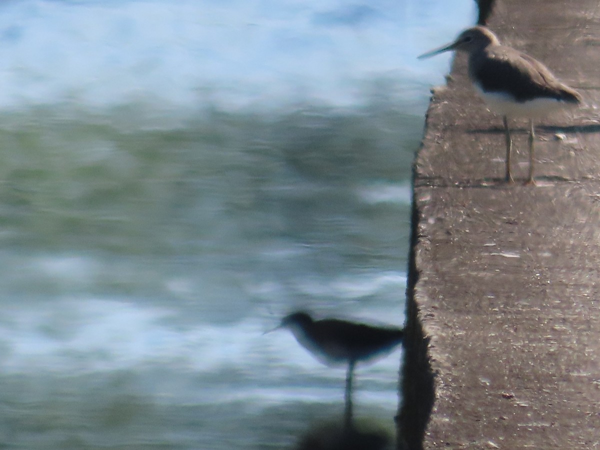 skogsnipe - ML645596738